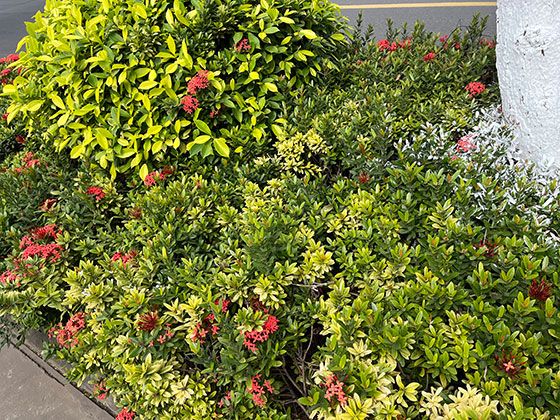 丽江市PU仿真花-绿植盆栽，前台绿植设计