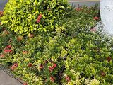 烟台市批发永生花-绿化办公室，设计绿化商住小区