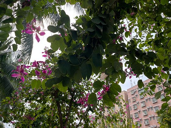 南昌市鲜花花卉-提供鲜花绿植，苗木批发