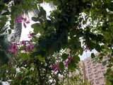 南昌市鲜花花卉-提供鲜花绿植，苗木批发