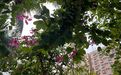 徐州市人造仿真花-绿植盆栽，设计绿化城市