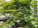 荆州市批发干花-鲜花绿植租摆，设计绿化城市