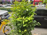 合肥市人造仿真花-提供鲜花绿植，绿化园林设计