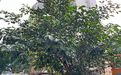 新乡市书房鲜花-绿植摆租，别墅花园绿化设计
