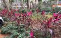 宁德市仿真花束-绿化园林，设计公司植物摆设
