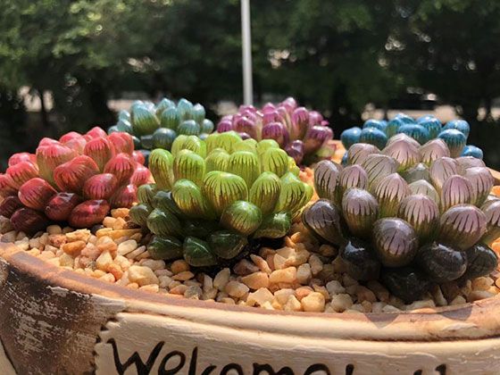 宜宾市花草盆栽-鲜花绿植公司，设计绿化场所