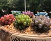 宜宾市花草盆栽-鲜花绿植公司，设计绿化场所