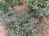 哈尔滨市阳台鲜花-办公室绿植，绿化厂房园林设计