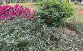 温州市批发干花假花-绿植养护，修枝移树