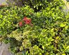 石家庄市假花仿真-办公室盆栽，租赁公司植物摆设
