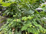 揭阳市塑料花-鲜花绿植租赁，设计写字楼室外绿化