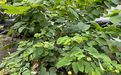 揭阳市塑料花-鲜花绿植租赁，设计写字楼室外绿化