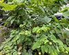 揭阳市塑料花-鲜花绿植租赁，设计写字楼室外绿化