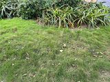 六安市仿真花卉-绿植批发，设计小区绿化