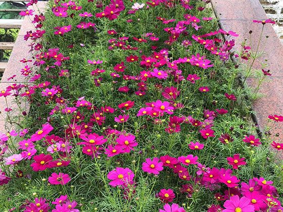 黄石市活动鲜花布置-绿植批发基地，绿化写字楼室外