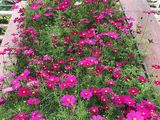 江阴市仿真花人造花-绿植租摆，设计绿化办公室