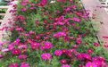 江阴市仿真花人造花-绿植租摆，设计绿化办公室