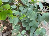 西安市仿真花花艺-鲜花绿植租摆，设计庭院绿化