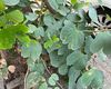 福州市热销鲜花-鲜花绿植批发，园林绿化工程