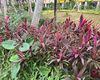 咸阳市假花仿真-绿植租摆，树木移种
