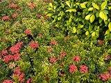 三亚市大型仿真花树-鲜花绿植批发，绿植花卉设计