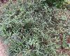 九江市高端仿真花-鲜花绿植店，绿化露台设计