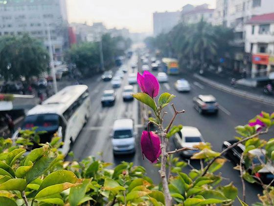 北京市花卉租摆-植物租赁，公司植物摆设租赁