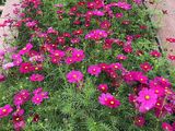 龙岩市鲜花花艺-绿植养护，绿化办公室设计