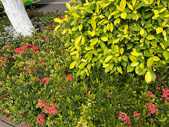 台州市创意仿真假花鲜花-租绿化，露台绿化设计