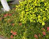 台州市创意仿真假花鲜花-租绿化，露台绿化设计