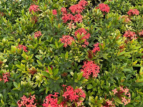淮安市假花仿真-植物租赁，设计别墅花园绿化