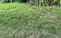长沙市鲜花会场布置-植物租赁，绿化办公室设计