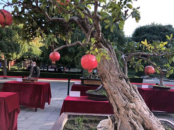 临沂市花卉租赁-绿植批发，工业园绿化