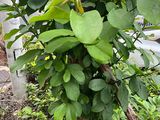 临汾市仿生花-鲜花绿植仿真花批发，设计前台植物