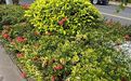 苏州市批发干花-鲜花绿植，前台植物设计