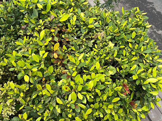 岳阳市开业花篮-绿植摆租，露台绿化