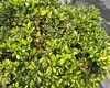 岳阳市开业花篮-绿植摆租，露台绿化