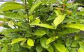 舟山市高端仿真花-仿真绿植花墙，大树收购