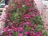 大同市干花假花-办公室盆栽，阳台绿化设计