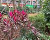 大理热销鲜花-绿植租摆，设计绿化办公室